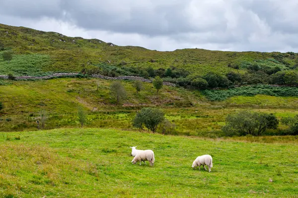 Irland Landschaft Magische Irische Hügel Grüne Insel Mit Schafen Und lizenzfreie Stockbilder