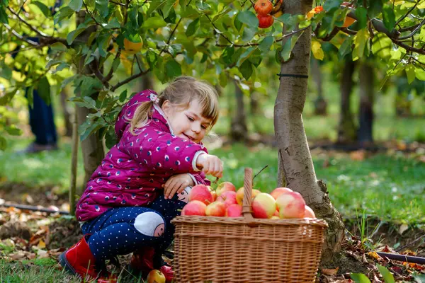 Mała Przedszkolanka Kolorowych Ubraniach Koszem Czerwonych Jabłek Organicznym Sadzie Szczęśliwy Zdjęcie Stockowe