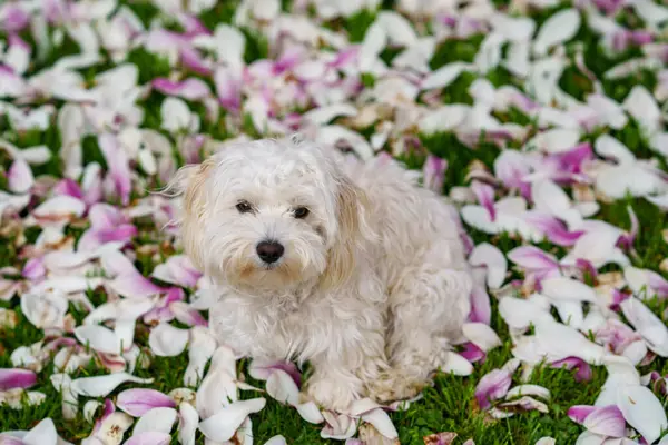 मैग्नोलिया पेड़ के साथ घास में बैठे माल्टीज़ कुत्ते का छोटा प्यारा कुत्ता। सफेद शराबी फर रॉयल्टी फ़्री स्टॉक इमेज