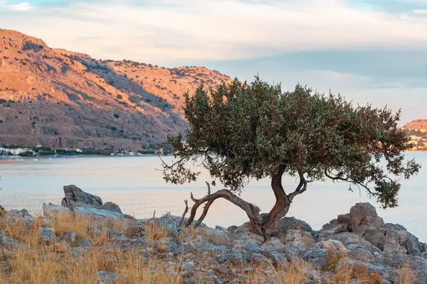 ギリシャのローズの地中海のビーチで夕日 オリーブの木と丘 暖かい光 ロードスと海岸線 ストック写真