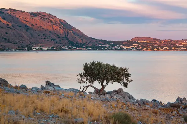 ギリシャのローズの地中海のビーチで夕日 オリーブの木と丘 暖かい光 ロードスと海岸線 ストック画像