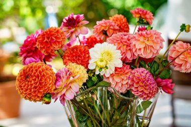 Arka planda sonbahar bahçesi olan bir vazoda farklı pembe, turuncu ve beyaz Dahlia çiçekleri. Renkli yıldız çiçeği, duvar kağıdı arkaplanı. Çiçek açan dalias çiçekleri.