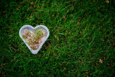 Yeşil çimlerin üzerinde kalp şeklinde bir kutu içinde Cress Salatası filizleniyor. .