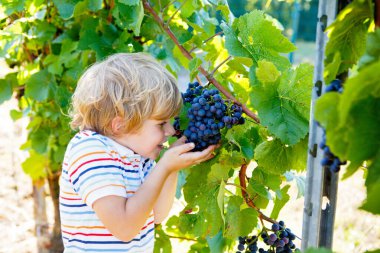 Gülümseyen mutlu sarışın çocuk, dedikodu üzümleri topluyor. Çocuk hasat için yardım ediyor. Almanya 'da Mosel ve Ren yakınlarındaki Amous Vineyard' da. Lezzetli kırmızı şarap yapmak. Alman Rheingau bölgesi