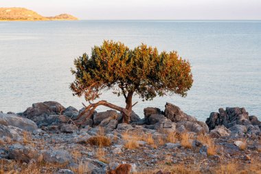 Yunanistan, Rodos 'ta bir Akdeniz sahilinde gün batımı. Zeytin ağacı ve tepeli kıyı şeridi, sıcak ışık, Rhodos.