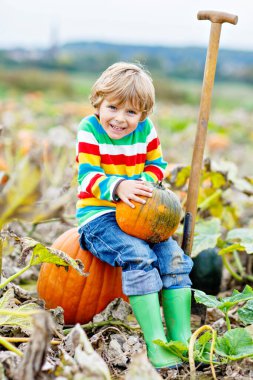 Cadılar Bayramı balkabağı tarlasında balkabağı toplayan sevimli küçük çocuk. Çocuk squash sahasında oynuyor. Çocuk Şükran Günü tatilinde çiftlikte olgun sebze topluyor. Aile sonbaharda eğleniyor..