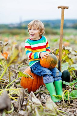 Cadılar Bayramı balkabağı tarlasında balkabağı toplayan sevimli küçük çocuk. Çocuk squash sahasında oynuyor. Çocuk Şükran Günü tatilinde çiftlikte olgun sebze topluyor. Aile sonbaharda eğleniyor..