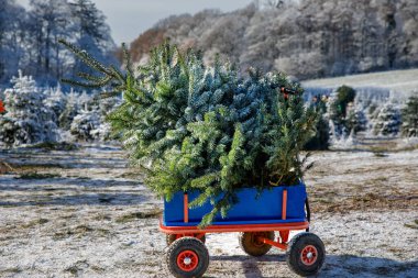 Mavi araba arabası ya da köknar ağacında ağaç kesen el arabası. Ormanda kendi Noel ağacını, Almanya 'da aile geleneğini seçen, kesen ve kesen aileler.
