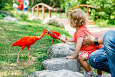 Şirin, tapılası bebek kız ve babam hayvanat bahçesinde ya da hayvanat bahçesinde Ibis kuşunu besliyor. Mutlu sağlıklı çocuk ve adam parkta hayvanlara yemek verirken eğleniyor. Yazın aile için aktif eğlence.