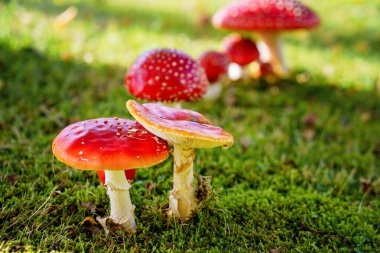 Agaric 'i ormanda çimlerde uçur. Fly amanita Amanita muscaria mantarları doğaya yakın çekim yapar..
