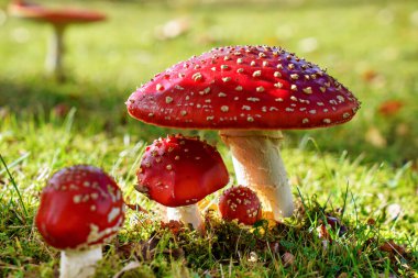 Agaric 'i ormanda çimlerde uçur. Fly amanita Amanita muscaria mantarları doğaya yakın çekim yapar..