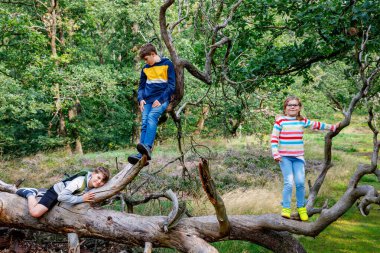 Yaz ormanında yürüyüş yapan üç çocuk. İki okul çocuğu ve küçük anaokulu kızı, kardeşler, hafta sonu aktiviteleriyle eğleniyorlar. Aile bir arada.