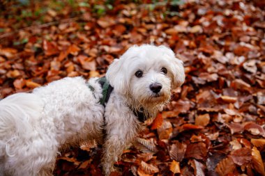 Beyaz Malta köpeğinin oynadığı sonbahar sahnesi şehir parkında ya da ormanda poz veriyor..