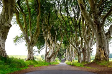 Bulutlu bir günde Kuzey İrlanda 'nın Antrim ilçesindeki muhteşem Karanlık Çitler. Bregagh Yolu boyunca Armoy ve Stranocum arasında kayın ağaçlarından oluşan bir cadde. Turistler olmadan boş yol.