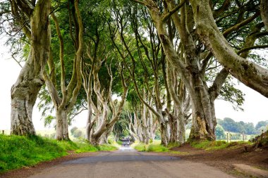 Bulutlu bir günde Kuzey İrlanda 'nın Antrim ilçesindeki muhteşem Karanlık Çitler. Bregagh Yolu boyunca Armoy ve Stranocum arasında kayın ağaçlarından oluşan bir cadde. Turistler olmadan boş yol.