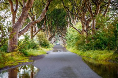 Bulutlu bir günde Kuzey İrlanda 'nın Antrim ilçesindeki muhteşem Karanlık Çitler. Bregagh Yolu boyunca Armoy ve Stranocum arasında kayın ağaçlarından oluşan bir cadde. Turistler olmadan boş yol.