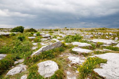 Burren National Park in Ireland, county Clare. Rough Irish nature. Beautiful landscape