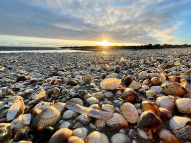 Sea shells on sand. sea waves on the golden sand at beach. Sunset on tropical island, ocean beach