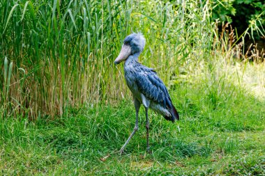 Ayakkabı gagası ya da balina balığı tek başına durur. Yetişkinler çoğunlukla griyken yavrular daha kahverengidir. Çok büyük bir leylek benzeri kuş Sudan 'dan Zambiya' ya kadar büyük bataklıklarda tropikal Doğu Afrika 'da yaşar..
