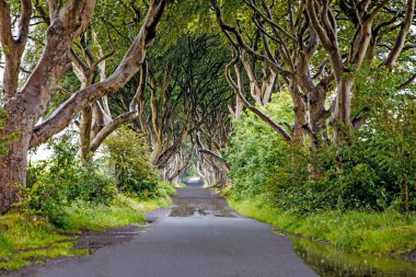 Bulutlu bir günde Kuzey İrlanda 'nın Antrim ilçesindeki muhteşem Karanlık Çitler. Bregagh Yolu boyunca Armoy ve Stranocum arasında kayın ağaçlarından oluşan bir cadde. Turistler olmadan boş yol.