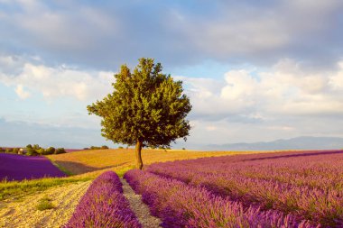 Fransa 'nın Provence kentindeki Valensole yakınlarında güzel mor lavanta tarlaları. Günbatımında çiçek açan çiçeklerle birlikte tipik provenkal manzara. Sıcak ışık.