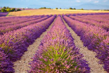 Fransa 'nın Provence kentindeki Valensole yakınlarında güzel mor lavanta tarlaları. Günbatımında çiçek açan çiçeklerle birlikte tipik provenkal manzara. Sıcak ışık.