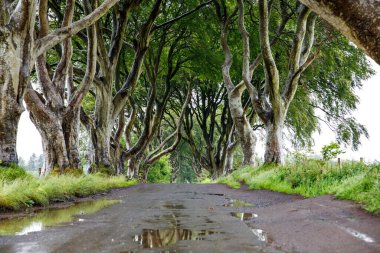 Bulutlu bir günde Kuzey İrlanda 'nın Antrim ilçesindeki muhteşem Karanlık Çitler. Bregagh Yolu boyunca Armoy ve Stranocum arasında kayın ağaçlarından oluşan bir cadde. Turistler olmadan boş yol.