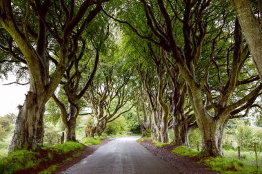 Bulutlu bir günde Kuzey İrlanda 'nın Antrim ilçesindeki muhteşem Karanlık Çitler. Bregagh Yolu boyunca Armoy ve Stranocum arasında kayın ağaçlarından oluşan bir cadde. Turistler olmadan boş yol.