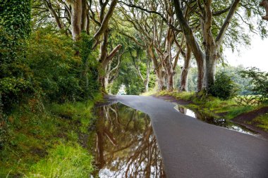 Bulutlu bir günde Kuzey İrlanda 'nın Antrim ilçesindeki muhteşem Karanlık Çitler. Bregagh Yolu boyunca Armoy ve Stranocum arasında kayın ağaçlarından oluşan bir cadde. Turistler olmadan boş yol.