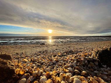 Deniz kabukları ıslak kum üzerinde. Yaz Kuzey Denizi'nde Zandvoort, Hollanda.