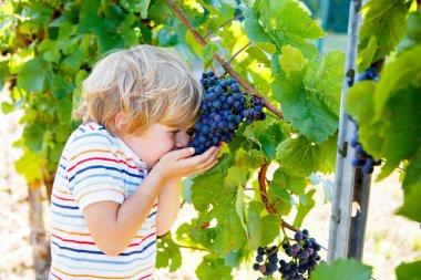 Gülümseyen mutlu sarışın çocuk, dedikodu üzümleri topluyor. Çocuk hasat için yardım ediyor. Almanya 'da Mosel ve Ren yakınlarındaki Amous Vineyard' da. Lezzetli kırmızı şarap yapmak. Alman Rheingau bölgesi