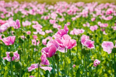 Gül mısır haşhaşı tarlası manzarası. Yaz otlağının manzarası çok güzel. Almanya