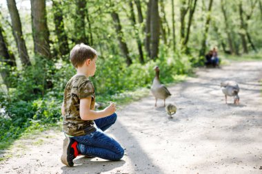 Orman parkında yabani kaz ailesini besleyen sevimli küçük okul çocuğu. Mutlu çocuk kuşları ve doğayı gözlemlerken eğleniyor..