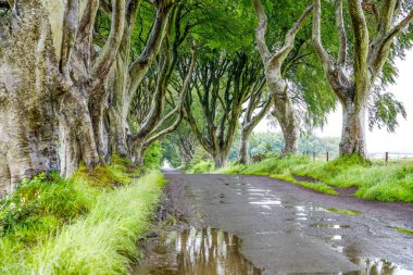 Bulutlu bir günde Kuzey İrlanda 'nın Antrim ilçesindeki muhteşem Karanlık Çitler. Bregagh Yolu boyunca Armoy ve Stranocum arasında kayın ağaçlarından oluşan bir cadde. Turistler olmadan boş yol.