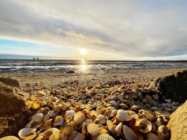 Deniz kabukları ıslak kum üzerinde. Yaz Kuzey Denizi'nde Zandvoort, Hollanda.