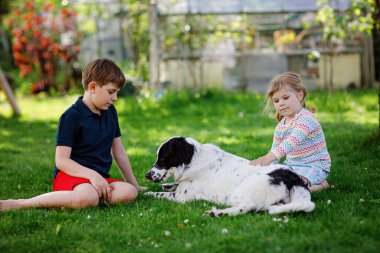 Okul çocuğu ve küçük kız bahçede aile köpeğiyle oynuyorlar. İki çocuk, sevimli kardeşler köpekle eğleniyorlar. Dışarıda mutlu bir aile. Evcil hayvan ve çocuklar arasındaki arkadaşlık ve aşk..