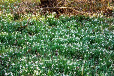Kar tanesi ya da yaygın kar tanesi, Galanthus nivalis çiçekleri. Kar eridikten sonra kar damlaları. Ormanda vahşi doğada ilkbaharda kar damlaları açar.