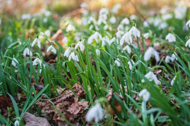 Kar tanesi ya da yaygın kar tanesi, Galanthus nivalis çiçekleri. Kar eridikten sonra kar damlaları. Ormanda vahşi doğada ilkbaharda kar damlaları açar.