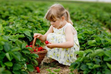 Yazın güneşli bir günde organik böğürtlen çiftliğinde sağlıklı çilek toplayıp yiyen mutlu küçük anaokulu kızı. Çocuk yardım ederken eğleniyor. Çilek tarlasında çocuk, olgun kırmızı böğürtlen