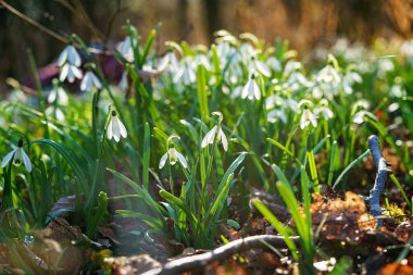 Kar tanesi ya da yaygın kar tanesi, Galanthus nivalis çiçekleri. Kar eridikten sonra kar damlaları. Ormanda vahşi doğada ilkbaharda kar damlaları açar.