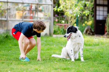 Aktif çocuk bahçede aile köpeğiyle oynuyor. Gülen okul çocuğu antrenman köpeğiyle eğleniyor, koşuyor ve topla oynuyor. Dışarıda mutlu bir aile. Hayvanlar ve çocuklar arasındaki arkadaşlık..