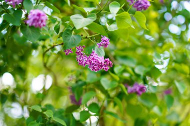 Bahar bahçesinde çiçek açan güzel mor leylak ağaçları. Canlı çiçek sahnesi, taze yeşil yapraklar ve narin çiçekler. Bahçe, doğa ve ilkbahar temaları için doğal mevsimlik arka plan