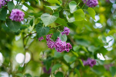 Bahar bahçesinde çiçek açan güzel mor leylak ağaçları. Canlı çiçek sahnesi, taze yeşil yapraklar ve narin çiçekler. Bahçe, doğa ve ilkbahar temaları için doğal mevsimlik arka plan
