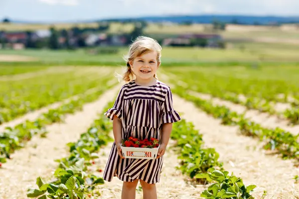 Güneşli bir günde, yazın organik böğürtlen çiftliğinde sağlıklı çilek toplayıp yiyen mutlu küçük bir kızın portresi. Gülümseyen çocuk. Çilek tarlasında çocuk, olgun kırmızı böğürtlen