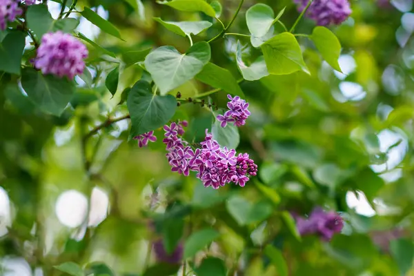 Bahar bahçesinde çiçek açan güzel mor leylak ağaçları. Canlı çiçek sahnesi, taze yeşil yapraklar ve narin çiçekler. Bahçe, doğa ve ilkbahar temaları için doğal mevsimlik arka plan