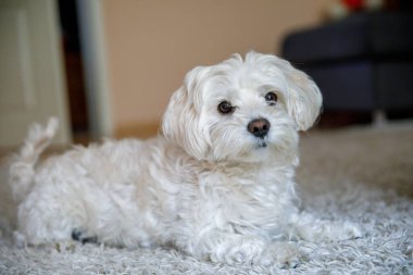 Küçük sevimli Malta köpeğinin portresi, beyaz tüylü köpek yavrusu