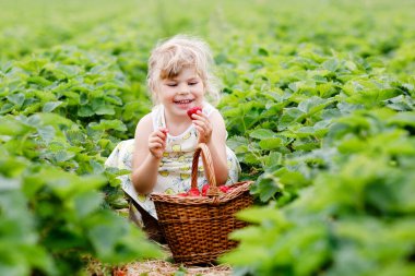Yazın güneşli bir günde organik böğürtlen çiftliğinde sağlıklı çilek toplayıp yiyen mutlu küçük anaokulu kızı. Çocuk yardım ederken eğleniyor. Çilek tarlasında çocuk, olgun kırmızı böğürtlen