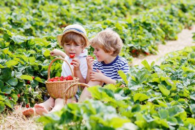 Yazın çilek çiftliğinde eğlenen iki küçük kardeş çocuk. Çocuklar, sağlıklı organik yiyecekler yiyen şirin ikizler, atıştırmalık taze böğürtlenler. Çocuklar hasat için yardım ediyor.