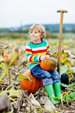 Cadılar Bayramı balkabağı tarlasında balkabağı toplayan sevimli küçük çocuk. Çocuk squash sahasında oynuyor. Çocuk Şükran Günü tatilinde çiftlikte olgun sebze topluyor. Aile sonbaharda eğleniyor..