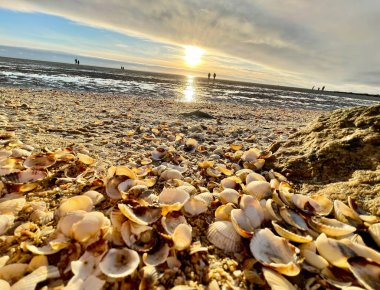 Deniz kabukları ıslak kum üzerinde. Yaz Kuzey Denizi'nde Zandvoort, Hollanda.